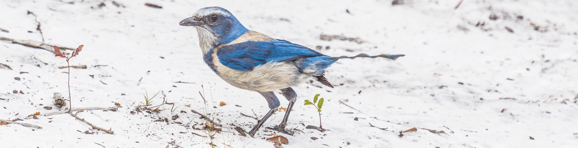 Florida Scrub Jay